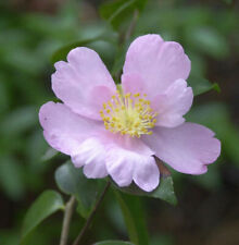Herbstblühende Kamelie Cleopatra 30-40cm - Camellia sasanqua
