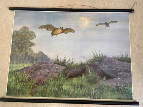 Schulwandkarte lehrtafel - -,