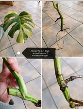 Monstera Aurea Ableger