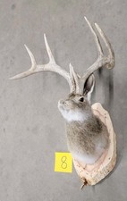 New Jackalope