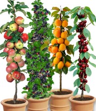 Säulen-Obst-Raritäten-Kollektion Apfel Brombeere Kirsche Aprikose 4 Pflanze