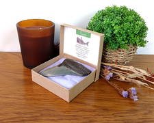 Megalodon Haizahn Fossil 100%