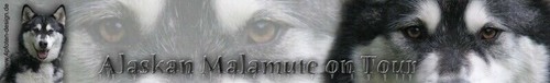 Alaskan malamute schlittenhund - alaskan,