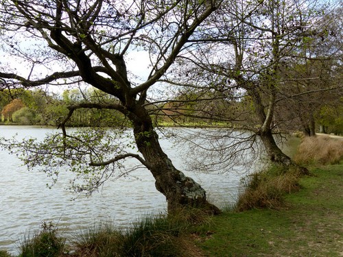 Foto 12x8 petworth park - foto,