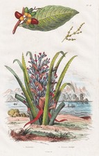 Anacardier Ananas sauvage Cashew Botanik botany Stahlstich Guerin-Meneville 1833