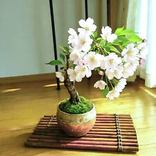 Zier- & Blütenkirsche / Sakura Cherry – Prunus serrulata (30 Stk.) Bonsaisamen