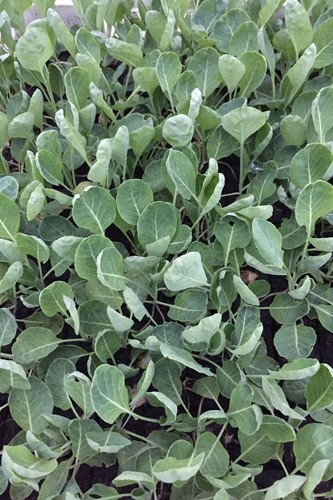 Enseleits rosenkohl pflanzen - enseleits,