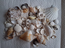 Muschelsammlung, Muschelmix