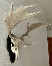 Hirschgeweih Abwurfstangen auf