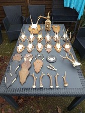 Jagdkonvolut, Trophäen