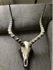 Impala Afrika Jagdtrophäe