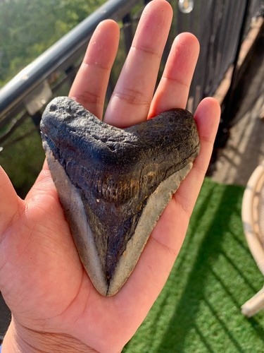 Megalodon zahn 100 - cm, 100%