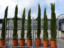 3 Stück 250 cm Mittelmeerzypresse Cupressus Semper. "Totem" Toskana Zypressen