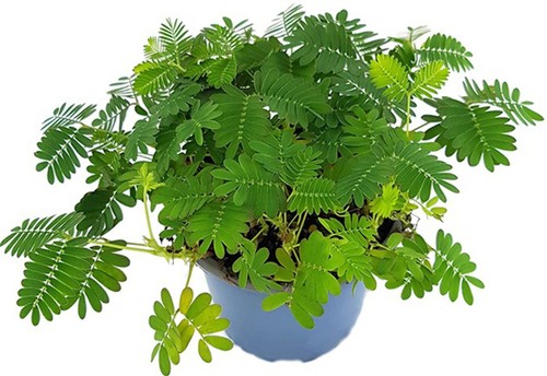 Magische mimosa pudica - mimosa,