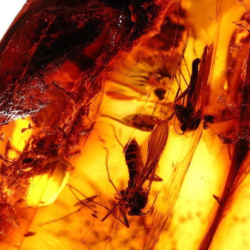 Bernstein fossil mit wespe - bernstein,