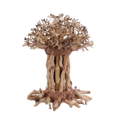 Bonsai mammut baum wurzel - xl,
