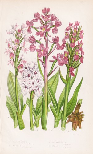 Orchis militaris knabenkraut - militaris,