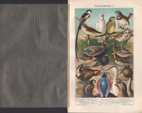 Chromo lithografie 1906 - chromo-lithografie,