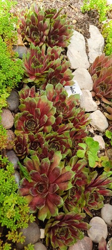 Züchter sempervivum voodoo - züchter,