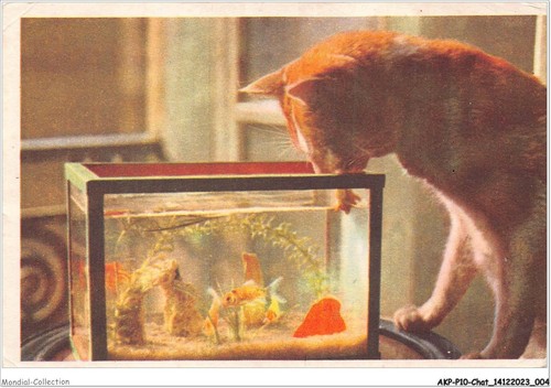 Akpp10 0782 chat katze - akpp10-0782-chat,
