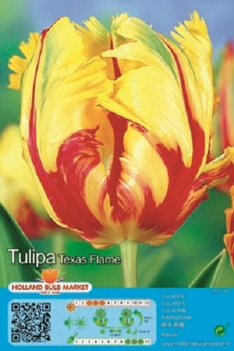 Tulpen - (◕‿◕)\@,