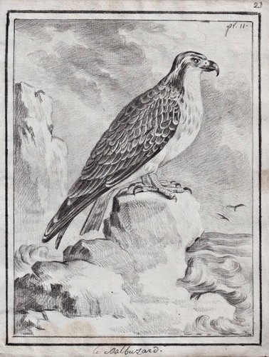 Fischadler osprey adler - osprey, eagle