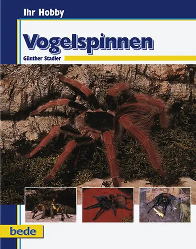 Vogelspinnen zustand sehr gut - zustand,