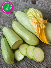 Zucchini bianco sicilia - di,
