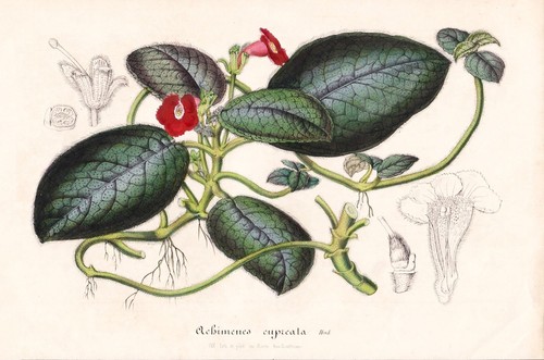 Achimenes cupreata new - achimenes,