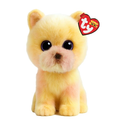 Palmer pomeranian dog - palmer,