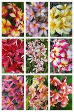 Frangipani plumeria 10 samen - -,