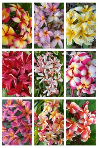 Frangipani plumeria 10 samen - 10,