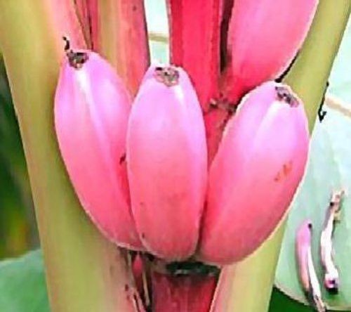 Winterharte rosa - 2, x