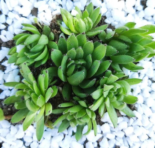 Sempervivum hula girl 2x - girl",