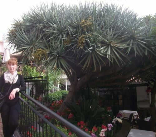 Yucca torrey palmlilie - yucca,