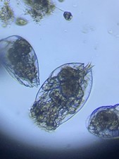 Zooplankton Salzwasser