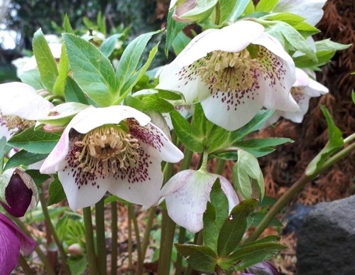 Christrose lenzrose samen - 50,