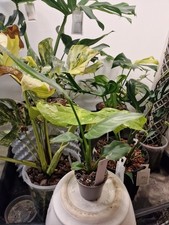 Strelitzie Nicolai Variegata