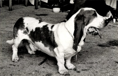 Foto hund basset portrait - basset,,