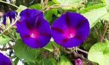 100 Samen - Prunkwinde LILA / Trichterwinde