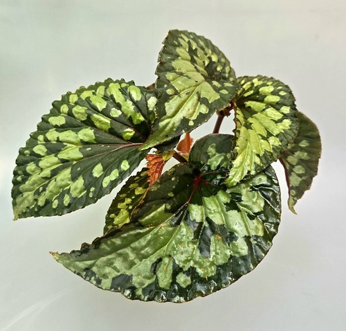 Schöne kräftige begonia - schöne,
