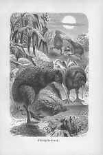 KIWI Schnepfenstrauß Apteryx australis Strauß  Holstich1891 Ornithologie