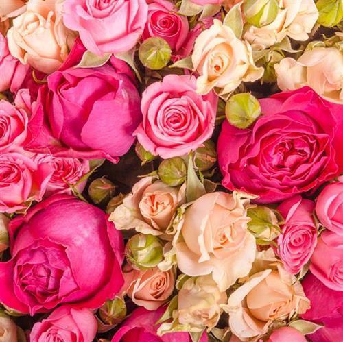 Servietten rosen rosa pink - servietten,