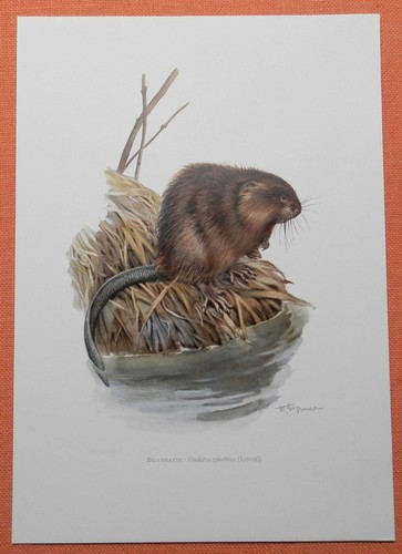 Bisamratte ondatra zibethicus - ondatra,