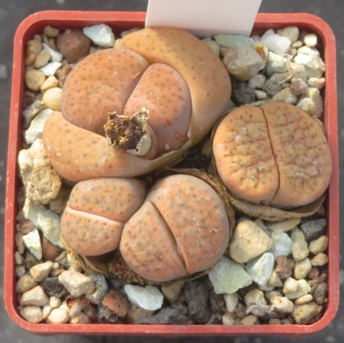 Lithops fulviceps - lithops,