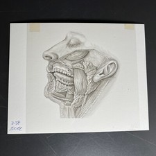 Mundhöhle mit Speicheldrüsen