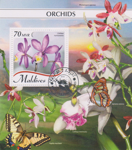 Blumen orchideen malediven - blumen,