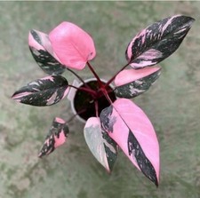 80001650 Philodendron pink