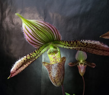 Orchidee Paphiopedilum Paph. multifolium , mit Knospe /warm Versand