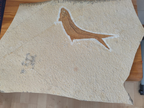 Fossilien solnhofen fisch - fossilien,